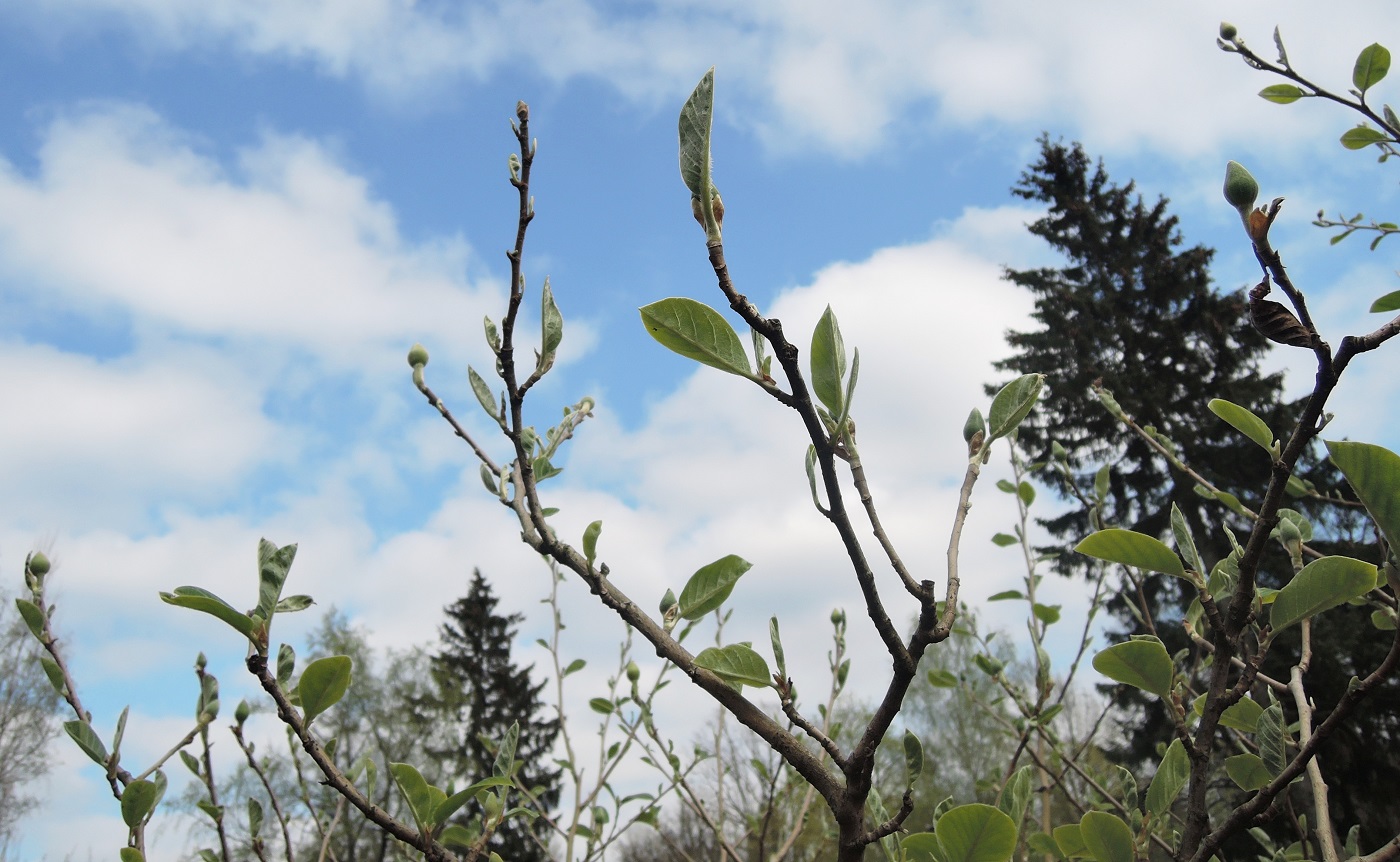 Изображение особи Magnolia sieboldii.