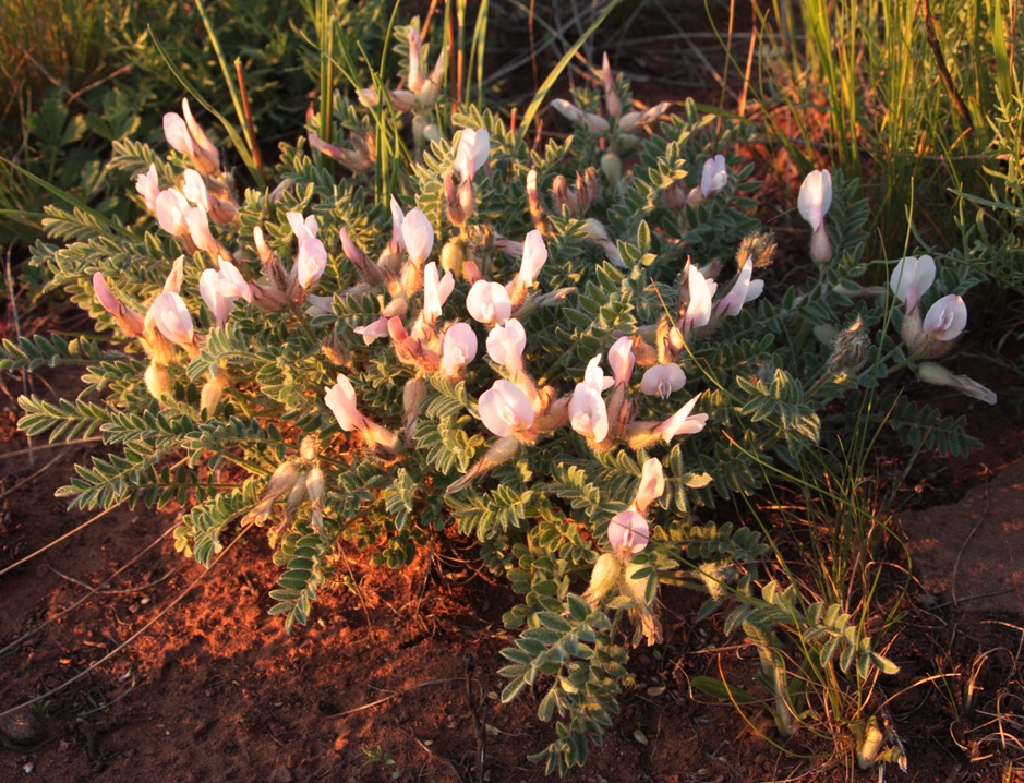 Изображение особи Astragalus sareptanus.