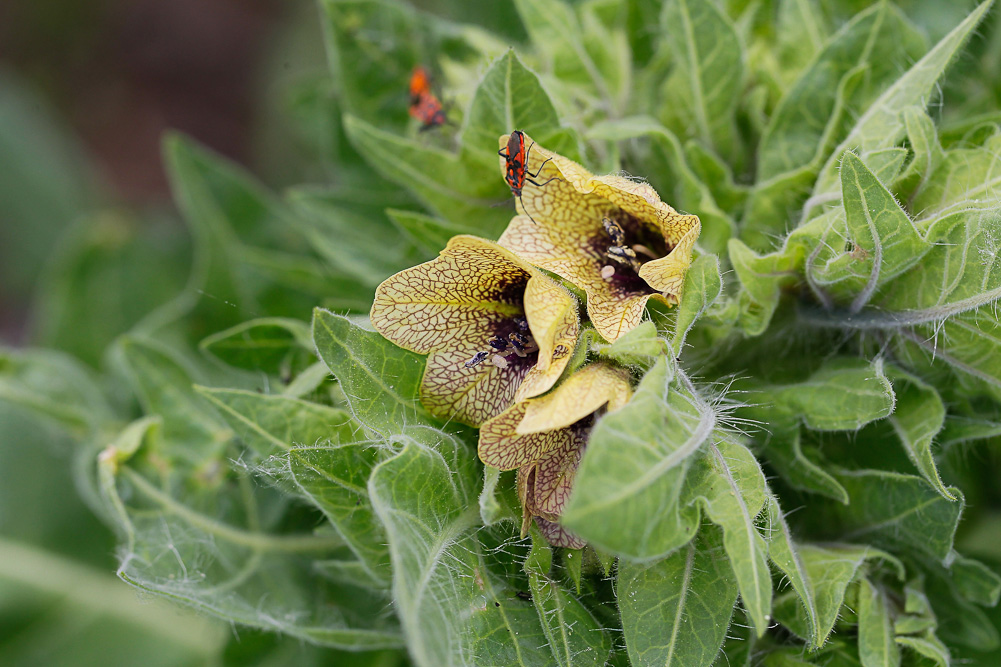 Изображение особи Hyoscyamus niger.