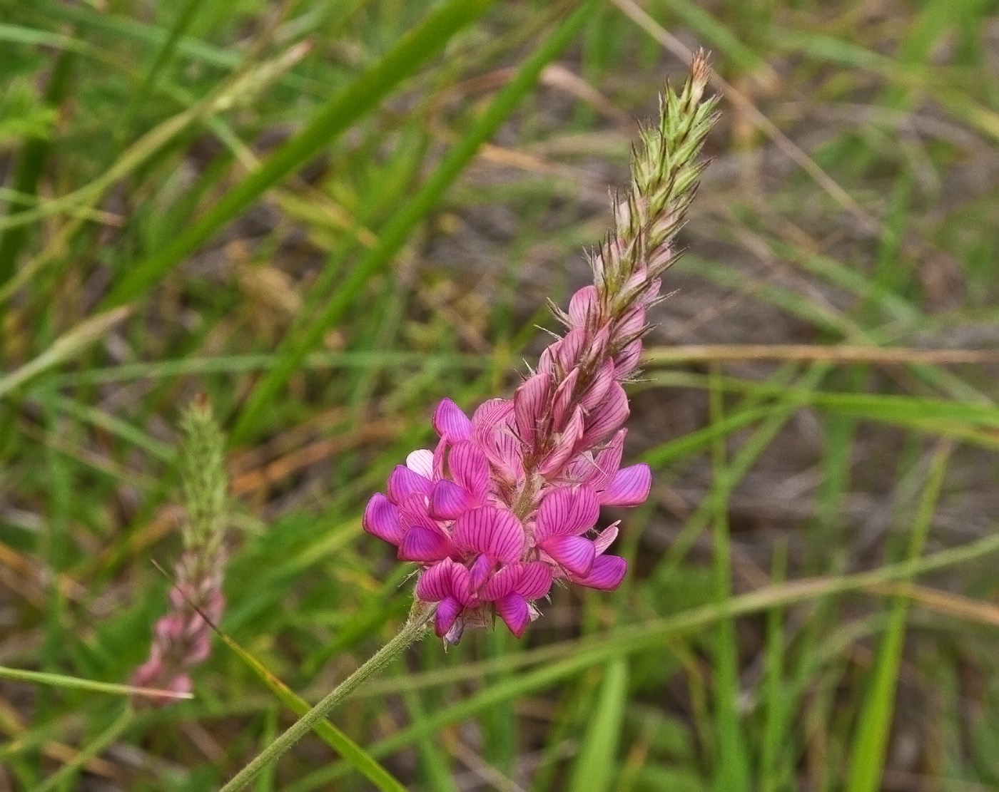 Image of Onobrychis miniata specimen.