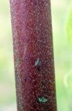 Asclepias syriaca