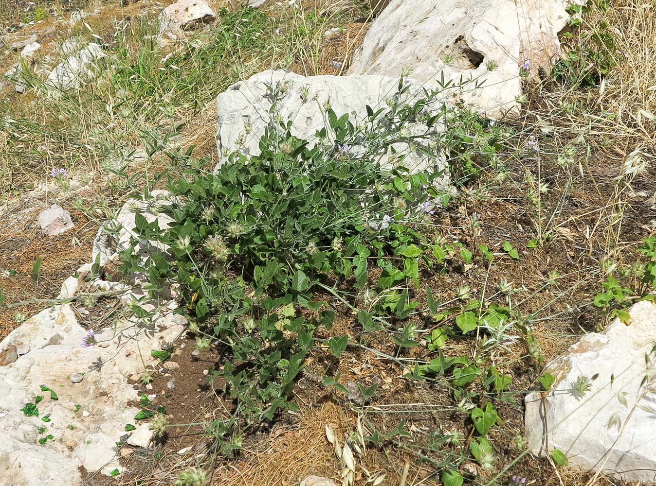 Image of Psoralea bituminosa specimen.