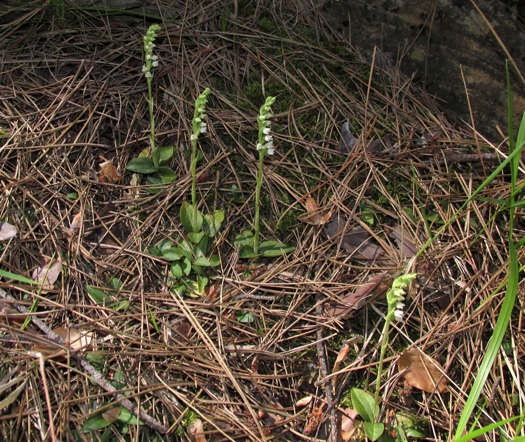 Изображение особи Goodyera repens.