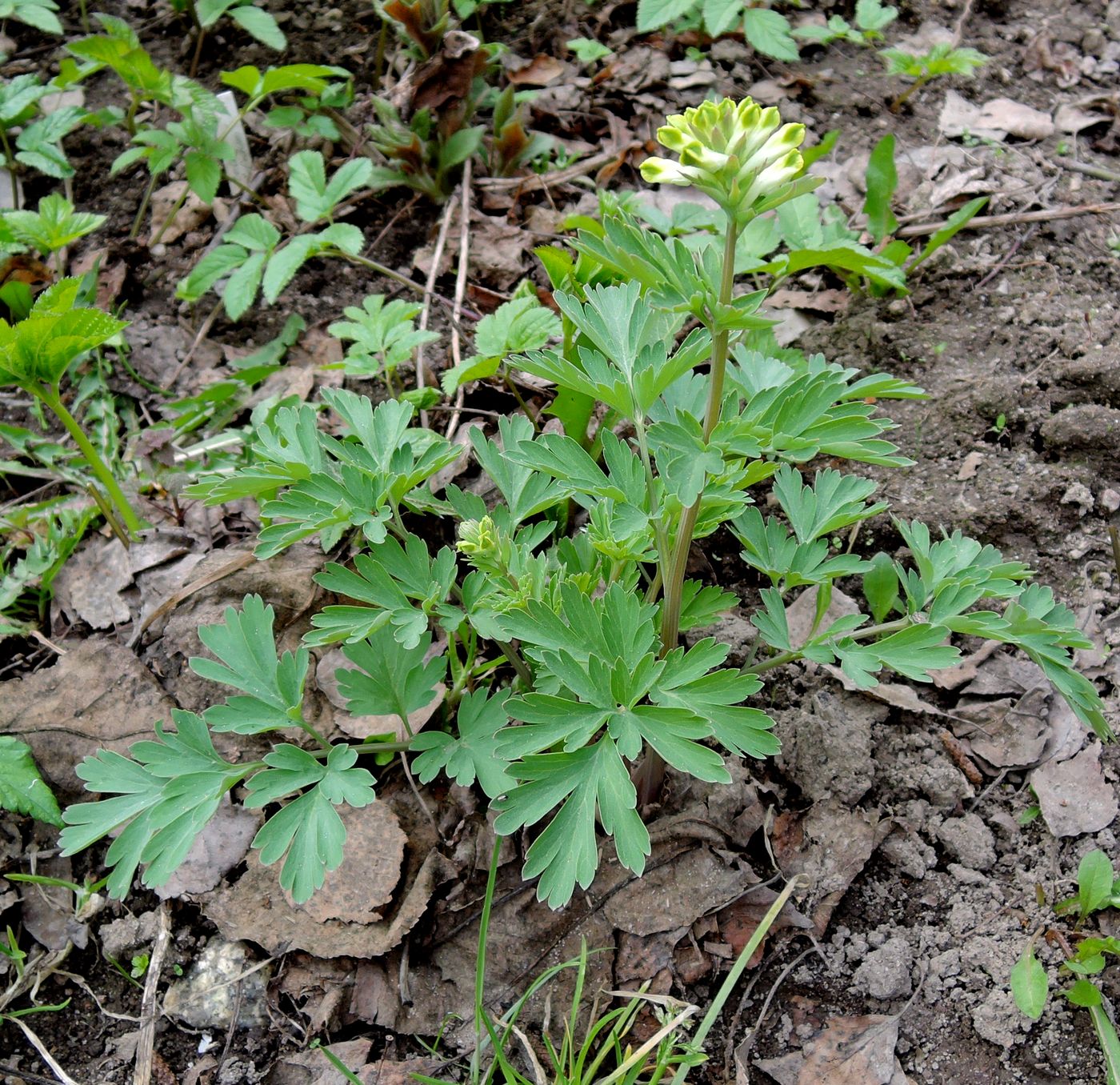 Изображение особи Corydalis nobilis.