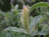 Salix glauca