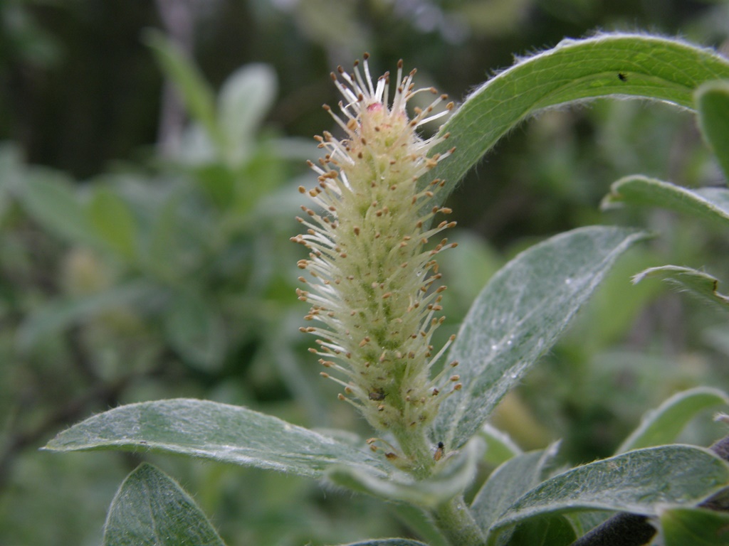 Изображение особи Salix glauca.