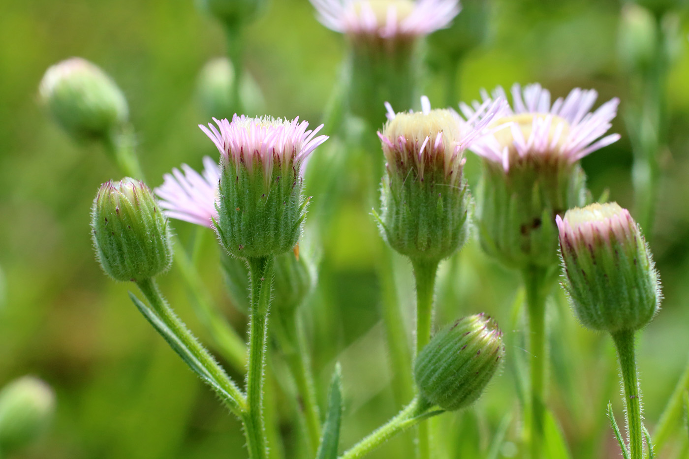 Изображение особи Erigeron acris.