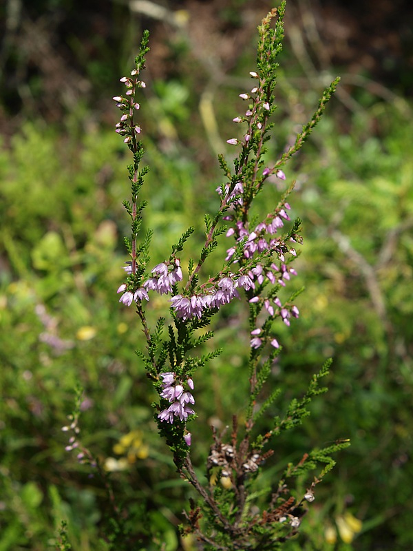 Изображение особи Calluna vulgaris.