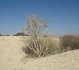 Tetraena dumosa