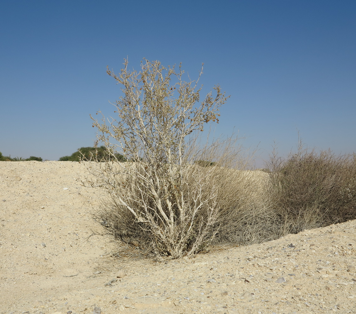 Изображение особи Tetraena dumosa.