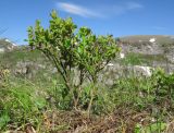 Vaccinium myrtillus