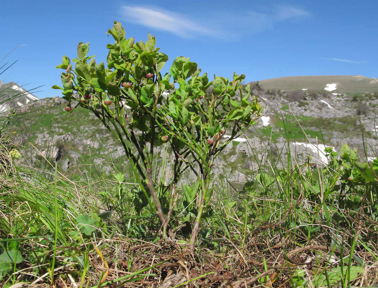 Изображение особи Vaccinium myrtillus.