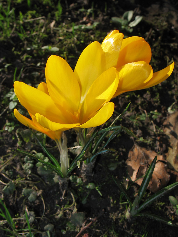 Image of Crocus &times; luteus specimen.