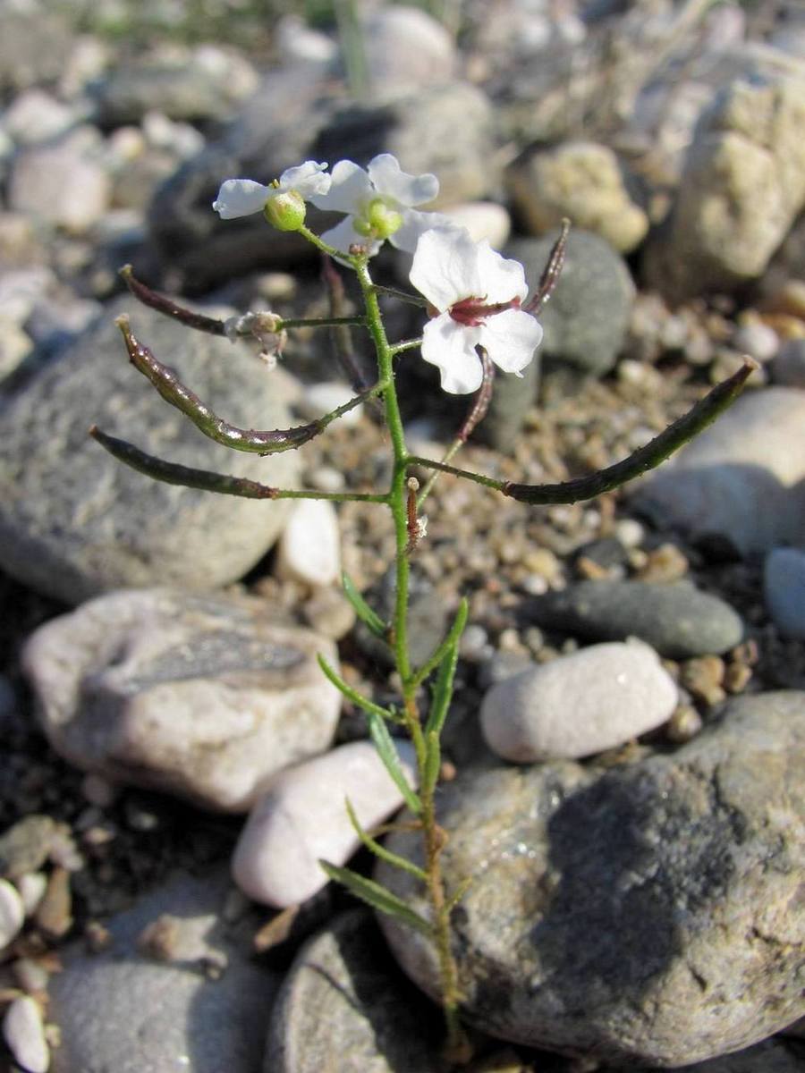 Изображение особи Dontostemon pinnatifidus.