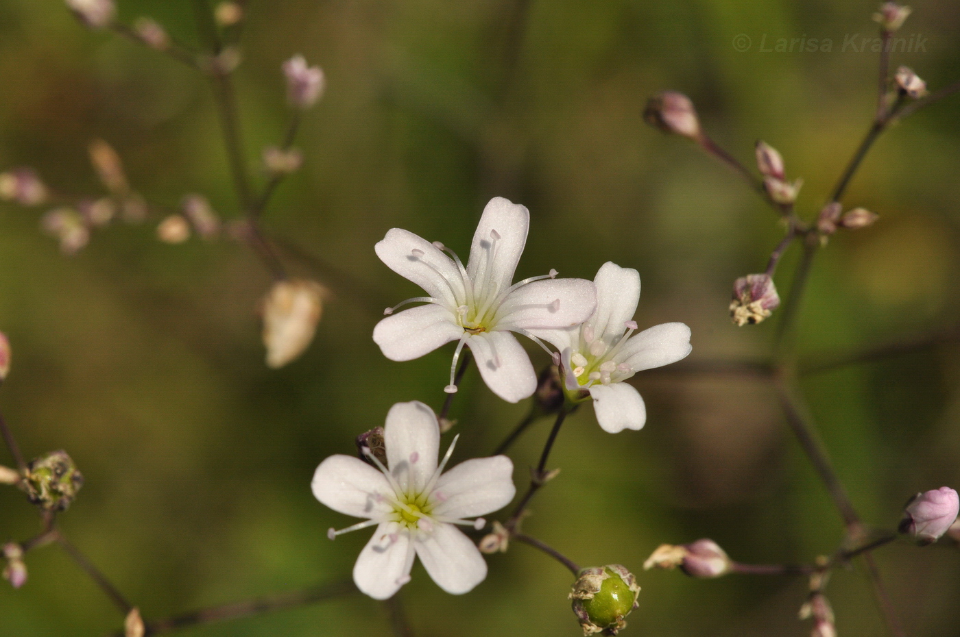 Изображение особи Gypsophila pacifica.