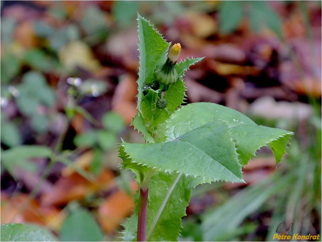 Изображение особи Sonchus asper.