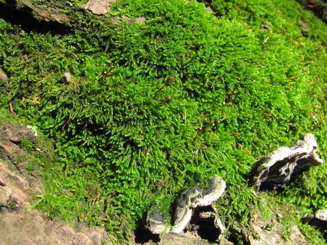 Image of ordo Hypnales specimen.