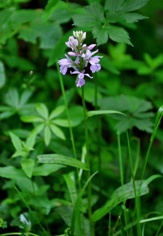 Изображение особи Dactylorhiza urvilleana.