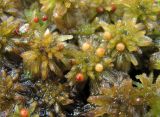 genus Sphagnum. Верхушки гаметофитов со спорогонами. Окр. Архангельска, болото. 21.07.2012.