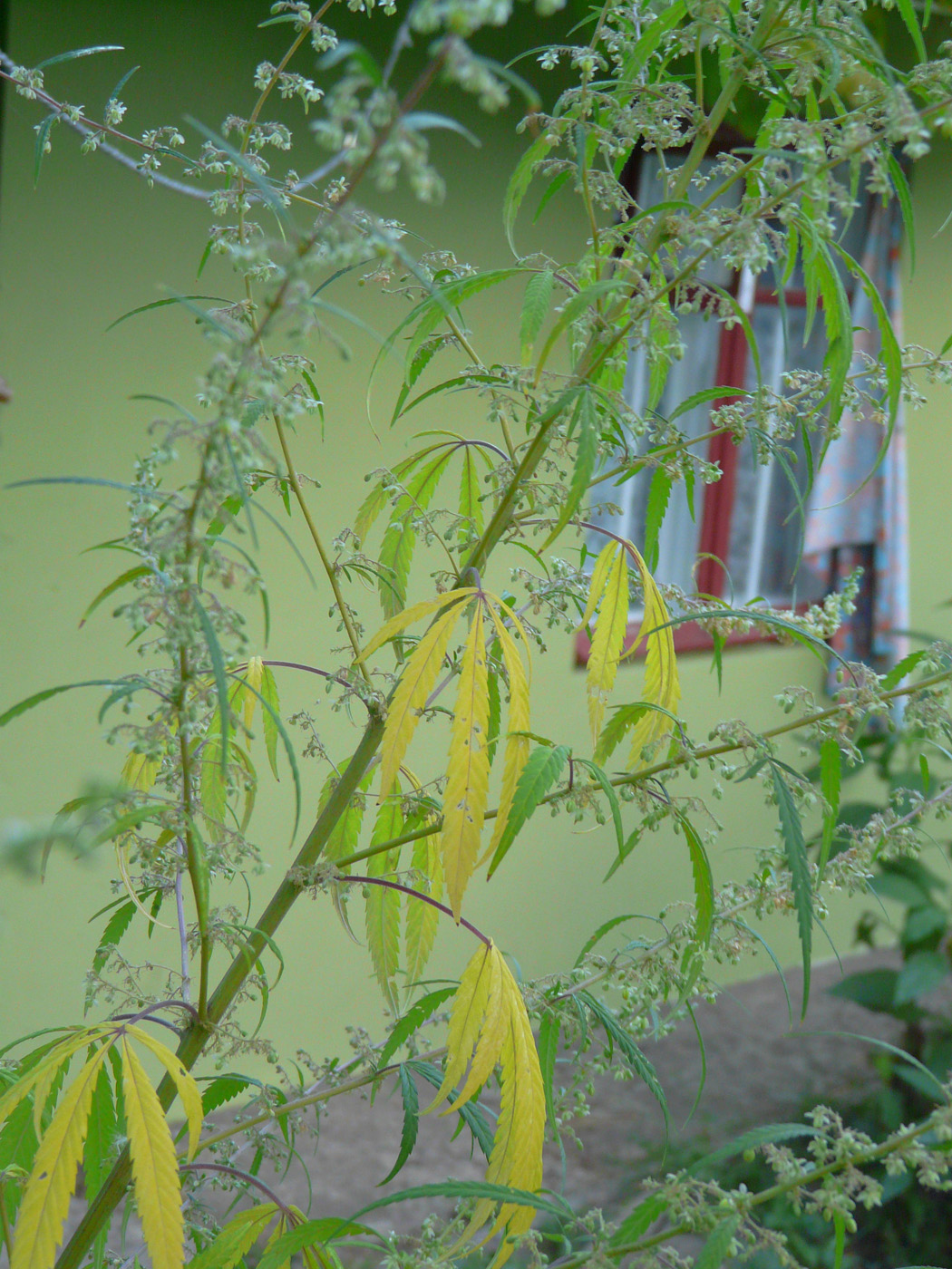 Image of Cannabis sativa var. spontanea specimen.
