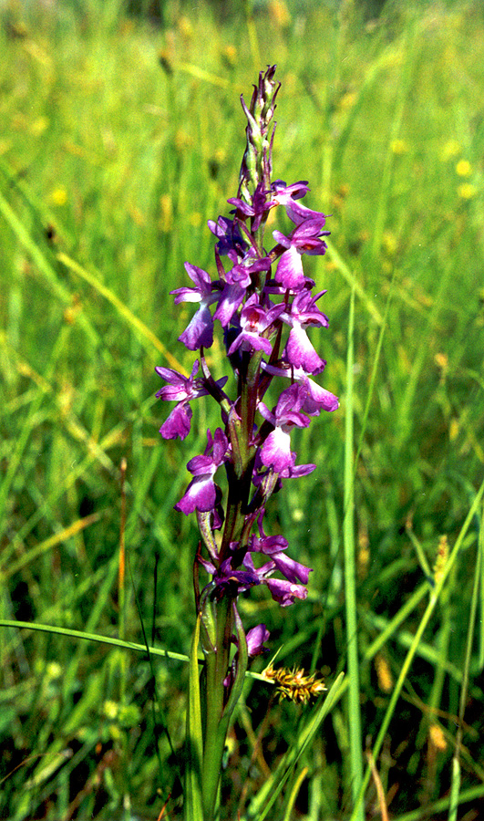 Изображение особи Anacamptis laxiflora ssp. elegans.