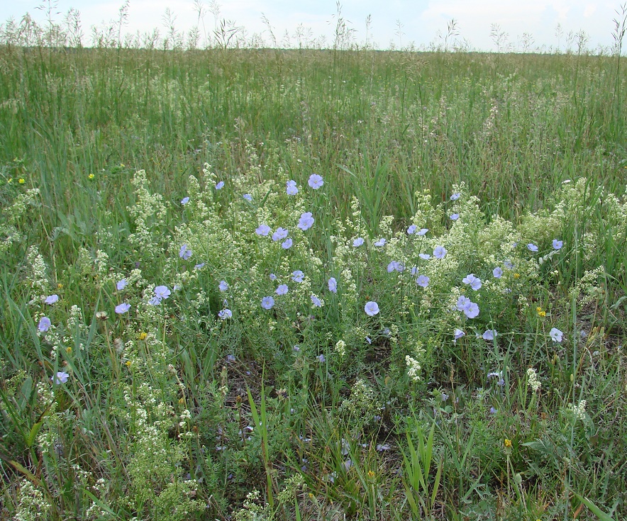Изображение особи род Linum.