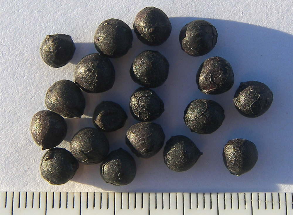 Image of Paeonia daurica specimen.