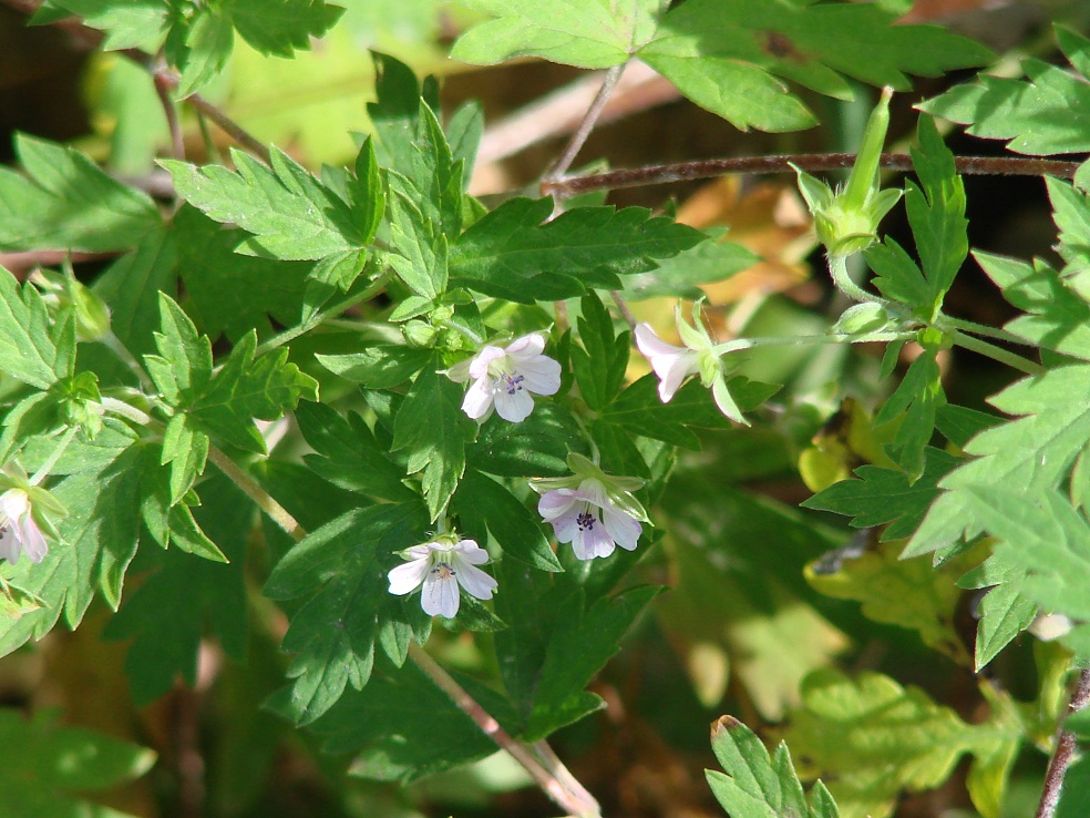 Изображение особи Geranium sibiricum.