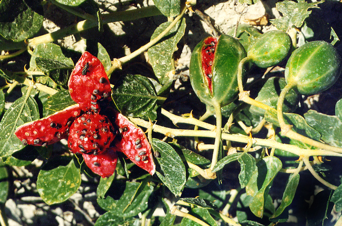 Image of Capparis herbacea specimen.