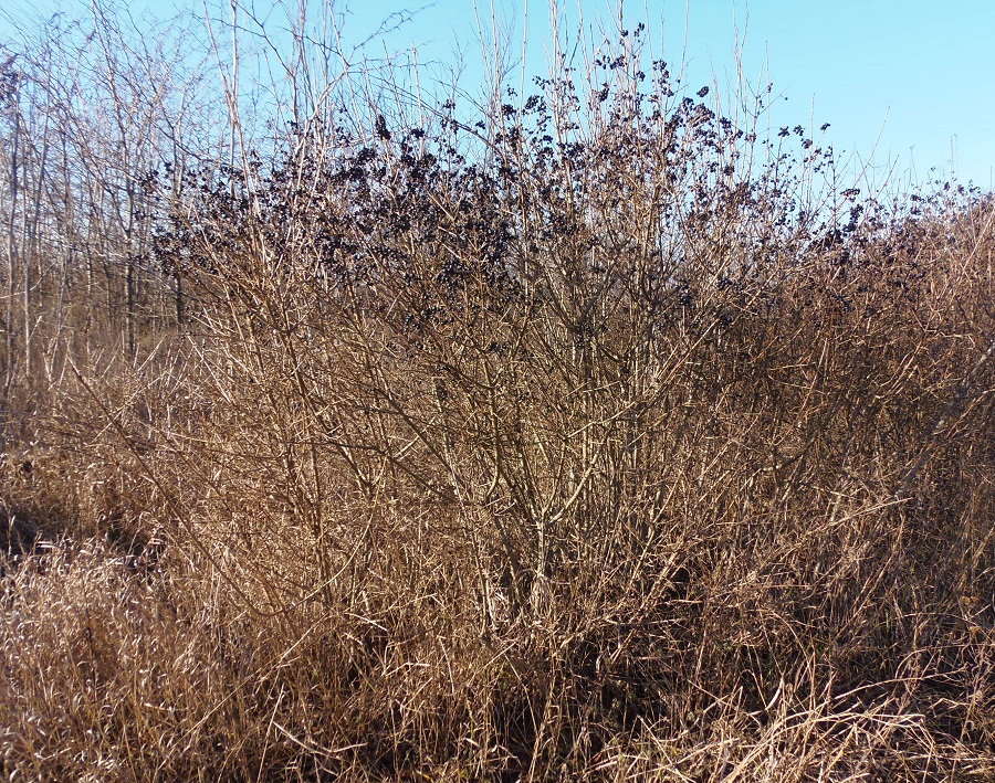 Image of Ligustrum vulgare specimen.