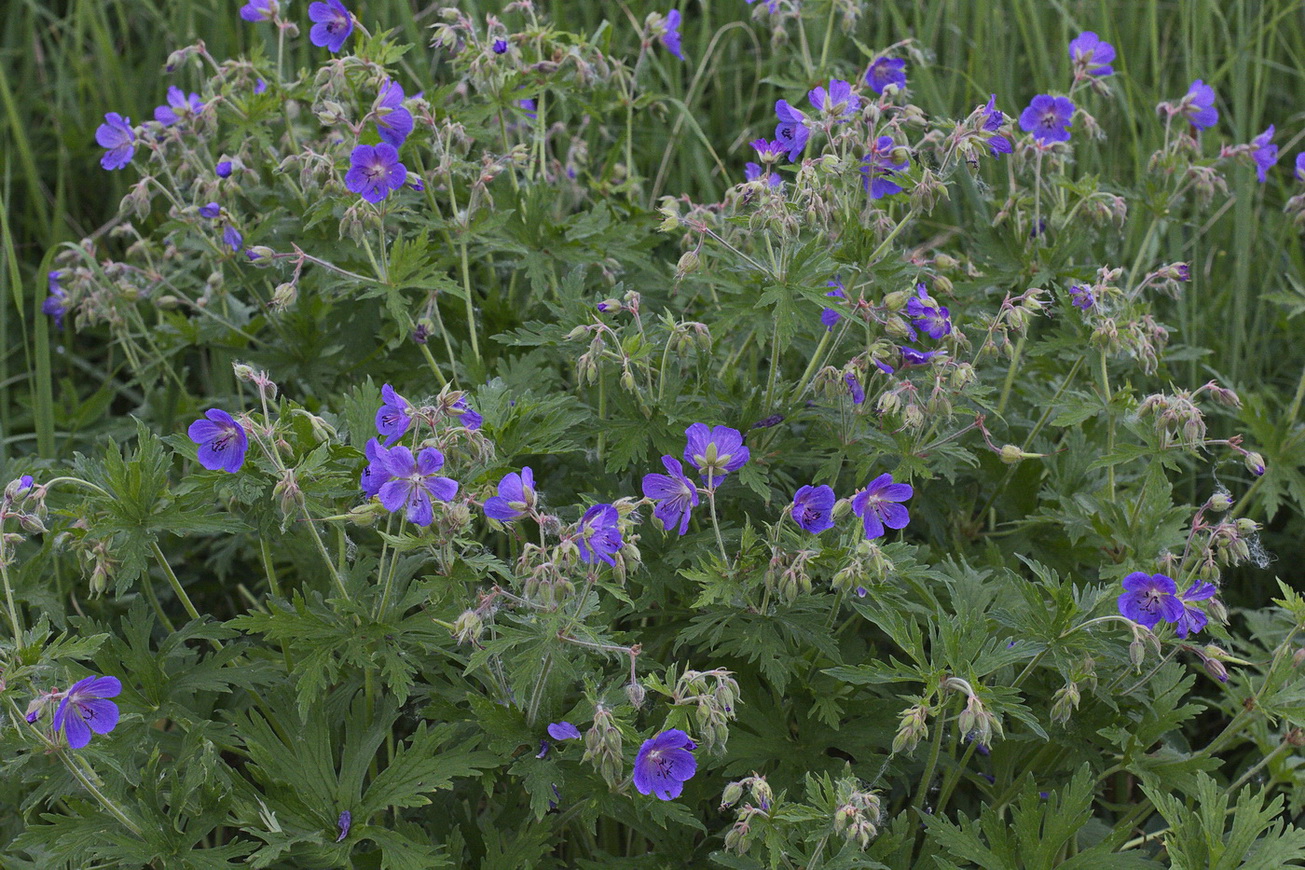 Image of Geranium pratense specimen.