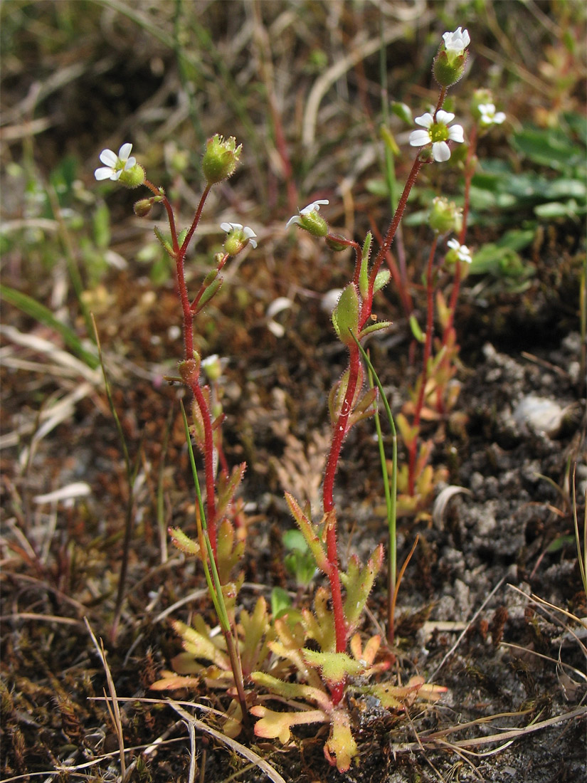 Изображение особи Saxifraga tridactylites.