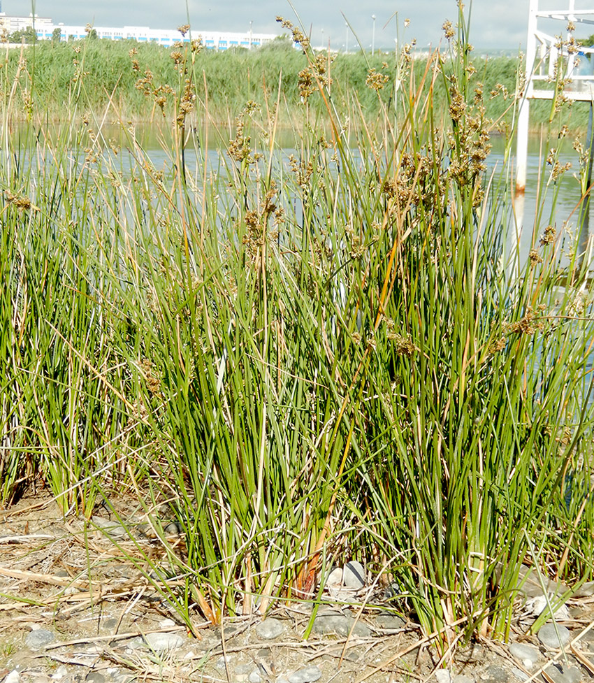 Изображение особи Juncus maritimus.