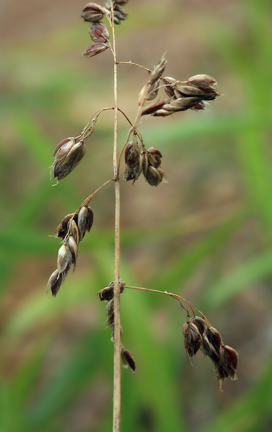 Изображение особи Hierochloe sachalinensis.