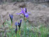 Iris sibirica