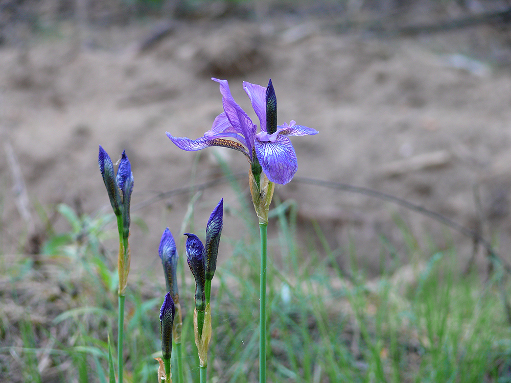 Image of Iris sibirica specimen.