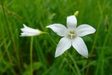 Campanula patula