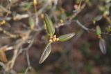 Rhododendron ledebourii. Листья и генеративные почки на верхушке побега. Украина, г. Киев, дендропарк, в культуре. 15.03.2017.