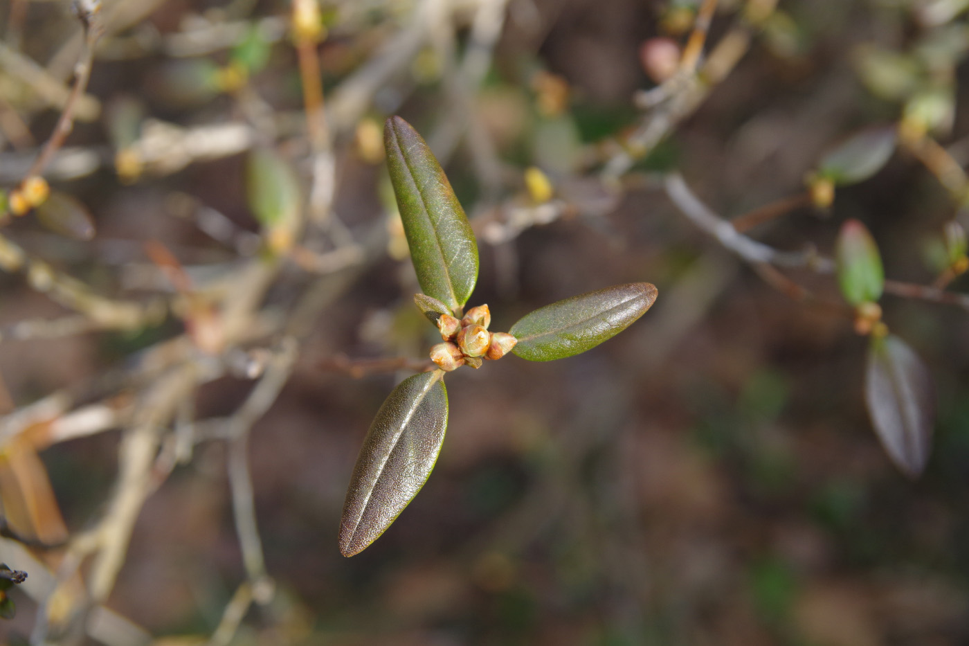 Image of Rhododendron ledebourii specimen.