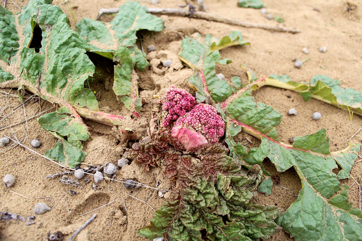 Изображение особи Rheum turkestanicum.