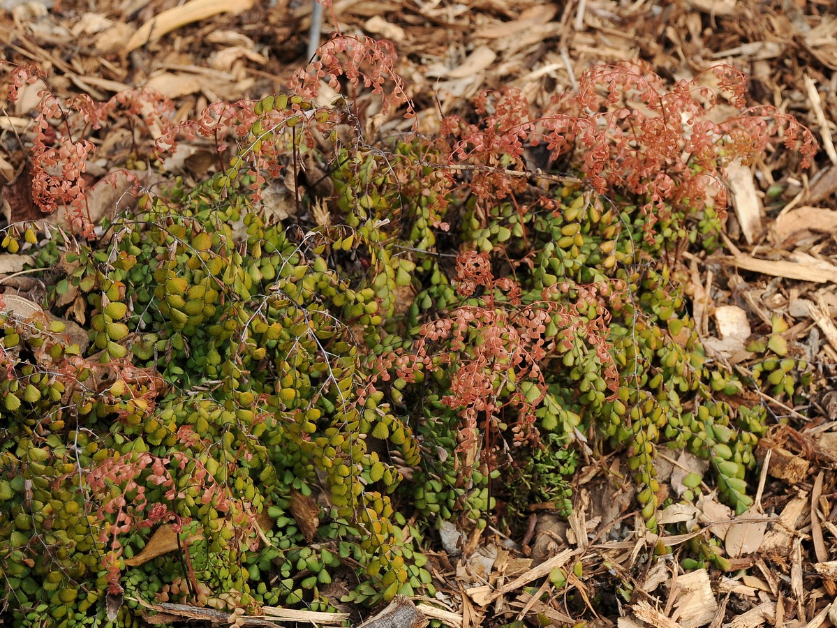 Image of Adiantum monochlamys specimen.