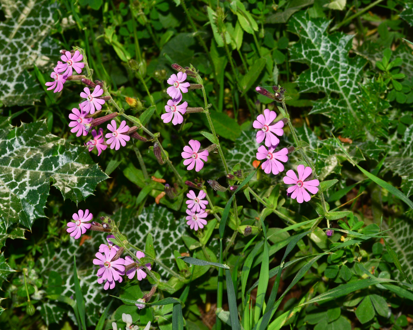 Изображение особи Silene colorata.