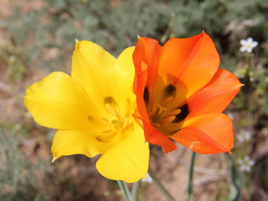 Image of Tulipa lehmanniana specimen.