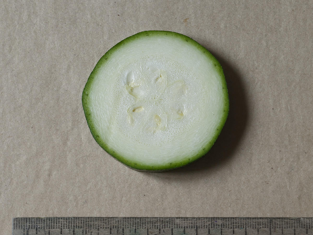 Image of Cucurbita pepo specimen.