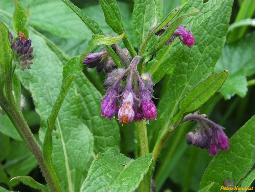 Image of Symphytum officinale specimen.