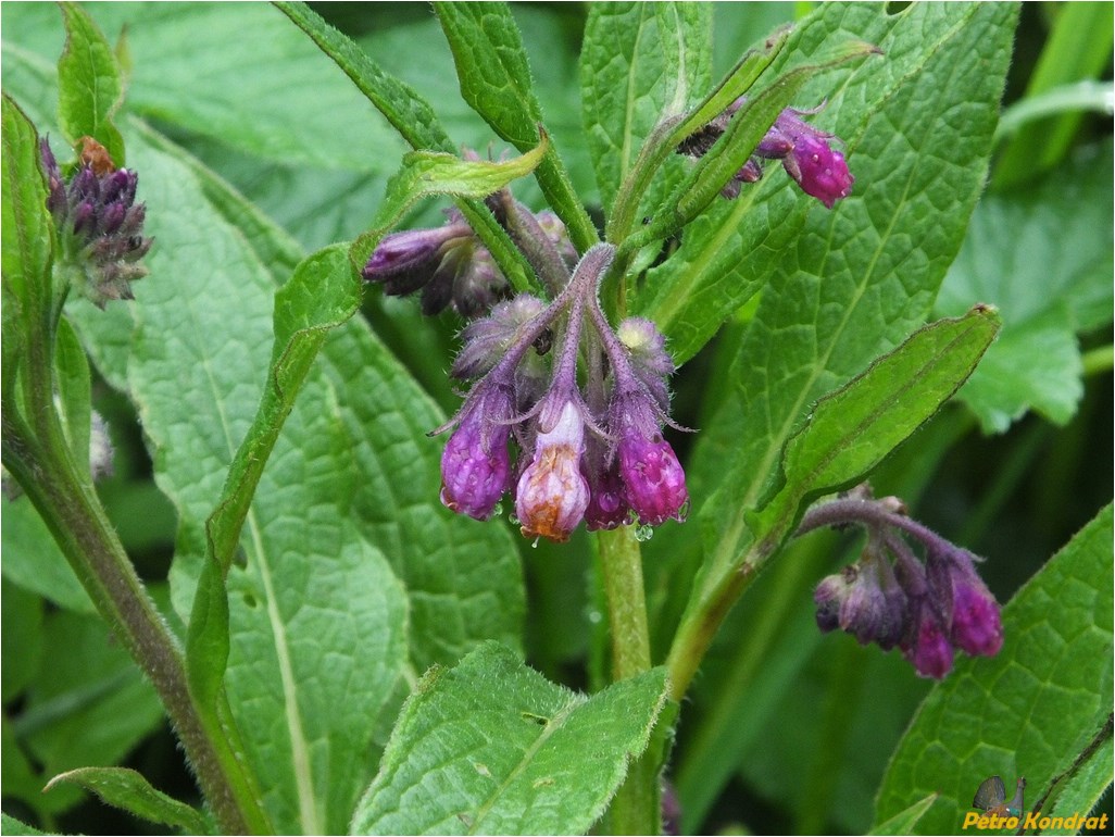 Изображение особи Symphytum officinale.