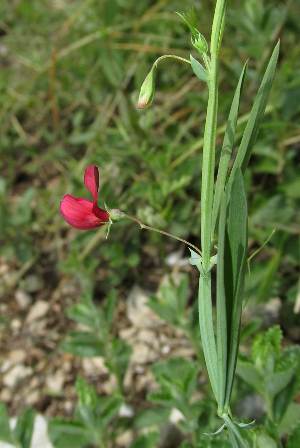 Изображение особи Lathyrus setifolius.