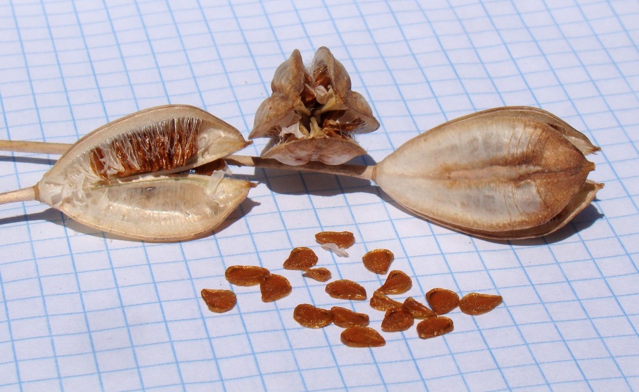 Image of Tulipa bifloriformis specimen.
