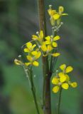 Erysimum hieraciifolium. Цветки. Ленинградская обл., Всеволожский р-н, ж.-д. ст. Девяткино. 10.10.2009.