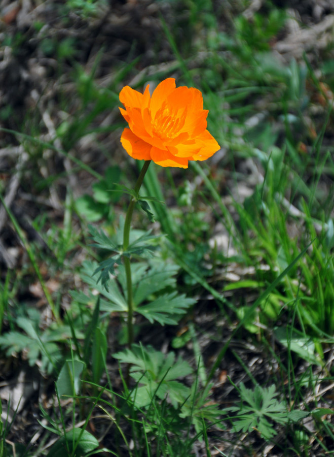 Изображение особи Trollius asiaticus.